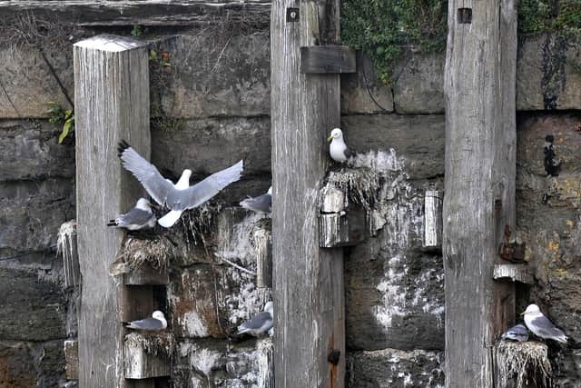 Kittiwakes in Scarborough harbour. pic Richard Ponter