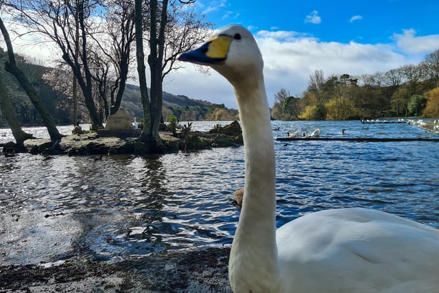 Beautiful geese and swans at The Mere in Scarborough, by Jenna Jackson.