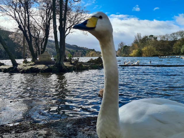 Beautiful geese and swans at The Mere in Scarborough, by Jenna Jackson.