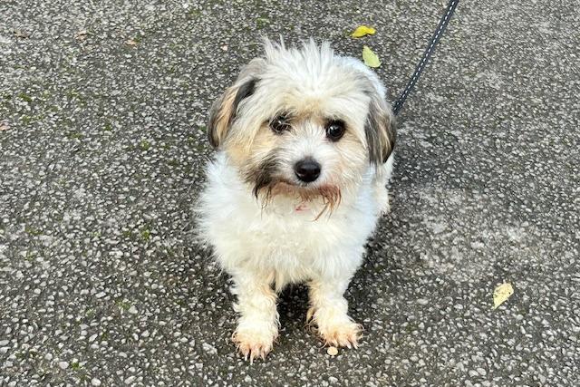 Wendy is a three-year-old Shih Tzu Cross who came to the centre via an inspector after she was found abandoned in a field along with two other dogs in the most appalling condition. Understandably, the neglect and abuse inflicted on her by her previous owners has left her very nervous of both people and new situations and surroundings. With lots of TLC and patience, Wendy is slowly learning to trust and starting to enjoy life. Her adopters will need to give her as much time as she needs to settle in to a home environment and become the loving pet we know she can be.