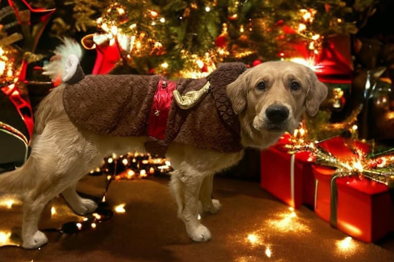 This Scarborough reader's photo is of their pooch dressed as 'Comet the Reindeer'.