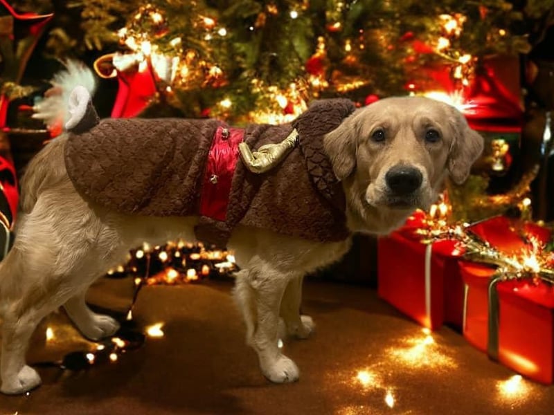 This Scarborough reader's photo is of their pooch dressed as 'Comet the Reindeer'.