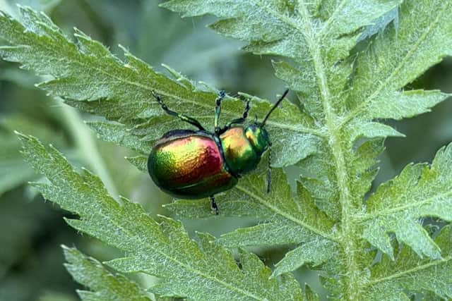The tansy beetle (Chrysolina graminis) was once found throughout riverbanks in the UK but is now restricted mainly to a small area in North Yorkshire.