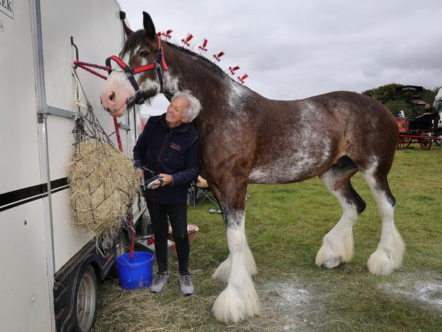 Denise Sandilands works on her Shire Horse.
