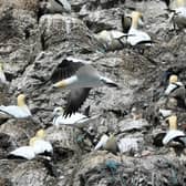 RSPB Bempton Cliffs is home to thousands of seabirds. Photo by Simon Hulme