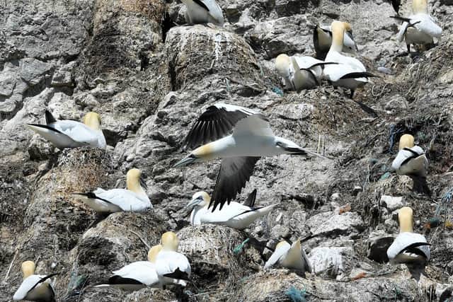 RSPB Bempton Cliffs is home to thousands of seabirds. Photo by Simon Hulme