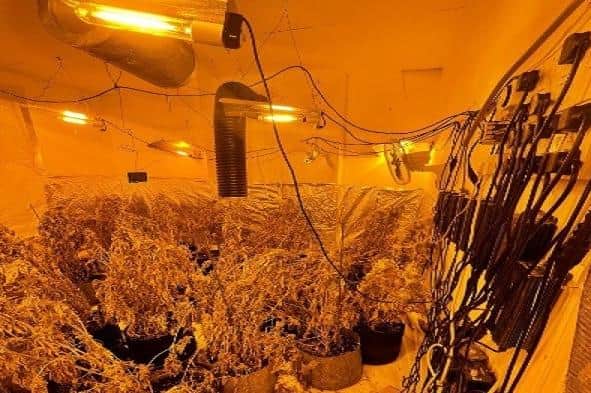 Cannabis farm.