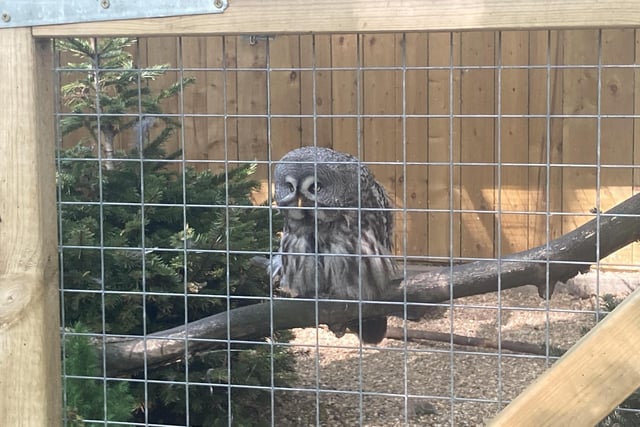 This Great Grey Owl could live up to 30 to 40 years in captivity.