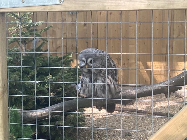 This Great Grey Owl could live up to 30 to 40 years in captivity.