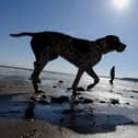 A dog exercises in the sun on Scarborough's South Bay Beach.