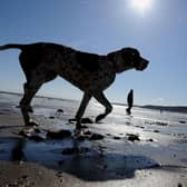 A dog exercises in the sun on Scarborough's South Bay Beach.