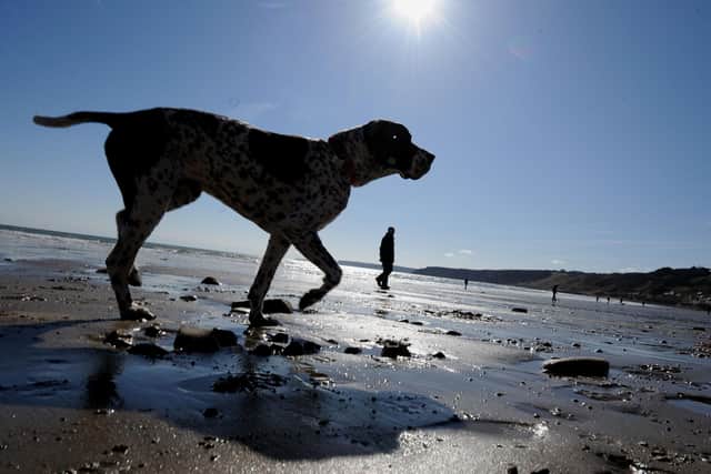 A dog exercises in the sun on Scarborough's South Bay Beach.