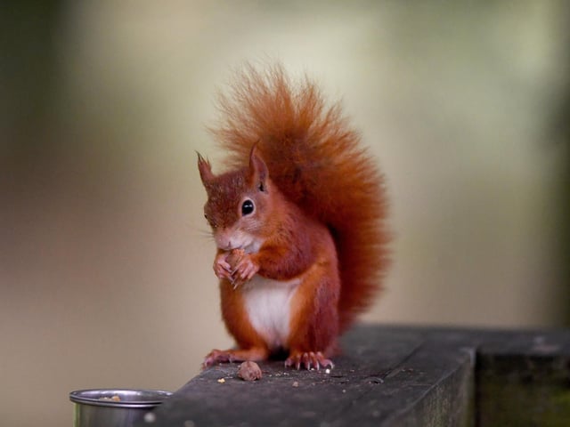 In the wild Red Squirrels feed on pine and spruce seeds, hazelnuts, acorns, berries, fungi and green shoots.