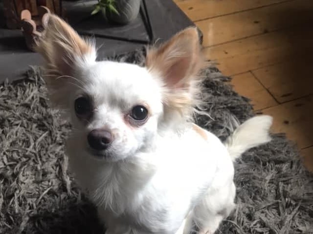 Willow looking lovely.