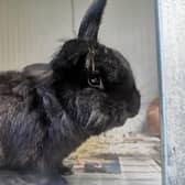 Whitby Wildlife Sanctuary has a number of abandoned rabbits looking for loving homes.