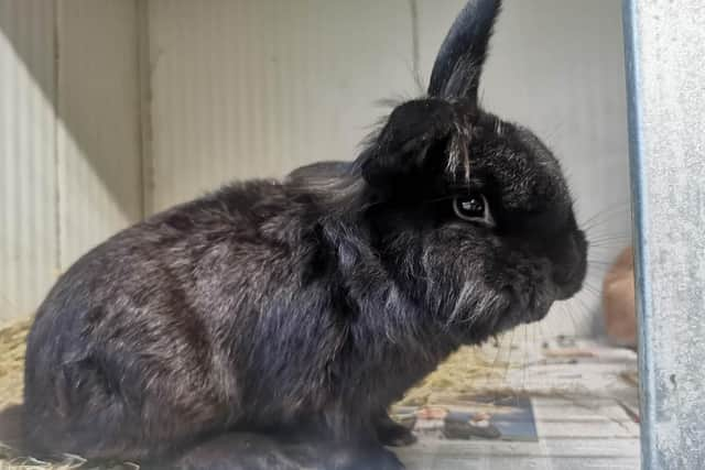 Whitby Wildlife Sanctuary has a number of abandoned rabbits looking for loving homes.