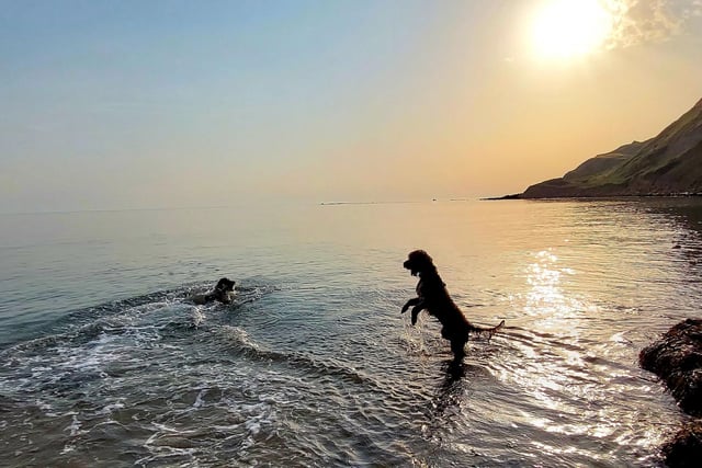 Bella and Trooper at Cayton Bay, submitted by Angie Holpin.