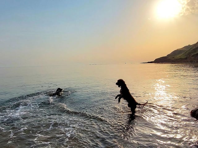 Bella and Trooper at Cayton Bay, submitted by Angie Holpin.