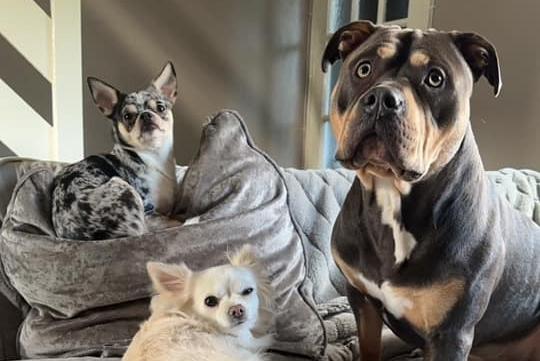 Three lovely dogs posing for the camera.