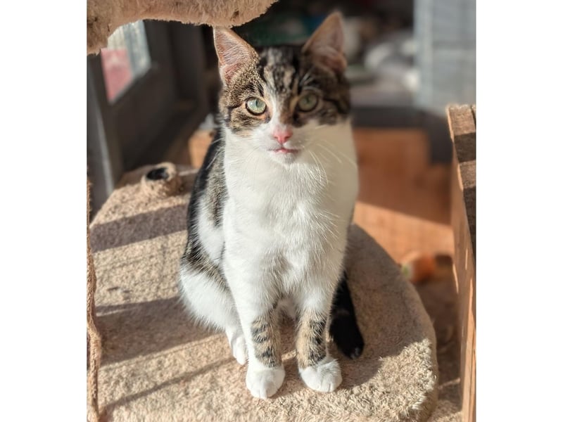 Kitten of Ruby. Well behaved little one who's looking for a home to grow up in.