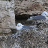 The Yorkshire Wildlife Trust said seabirds such as kittiwakes are rapidly declining in numbers. Picture by Simon Hulme