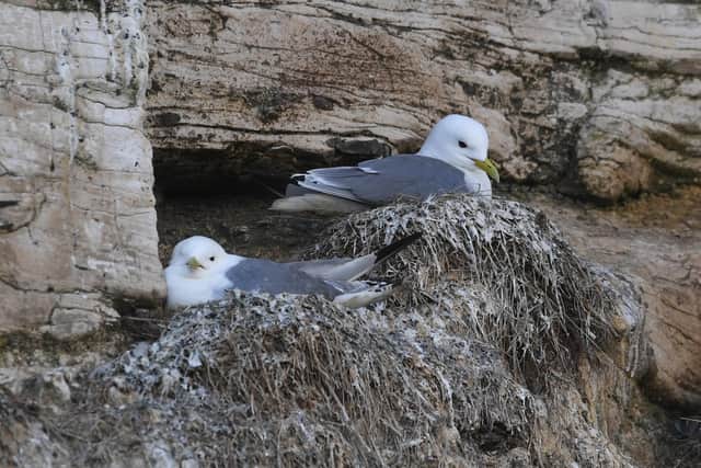 The Yorkshire Wildlife Trust said seabirds such as kittiwakes are rapidly declining in numbers. Picture by Simon Hulme