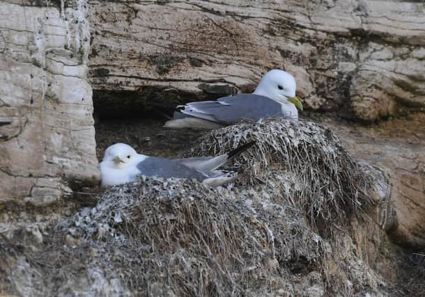 The Yorkshire Wildlife Trust said seabirds such as kittiwakes are rapidly declining in numbers. Picture by Simon Hulme