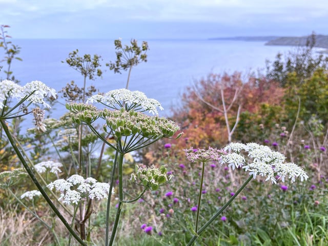 Pretty wildflowers on South Cliff, by Tony Freeman.