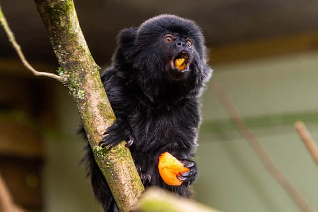 It will be an offence for anyone to keep a primate after Monday, April 6 without a licence in place.