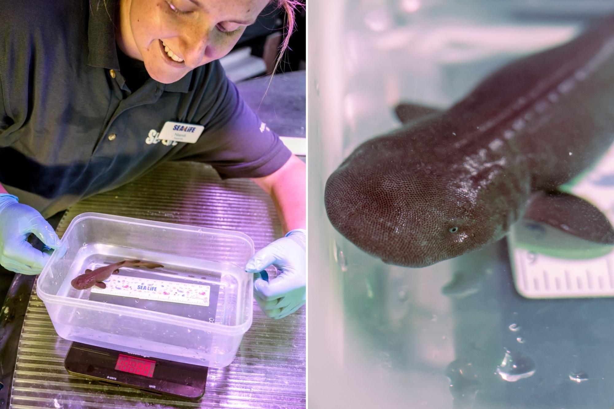 He's tiny, rare and needs a name – Meet SEALIFE Scarborough's new baby ...