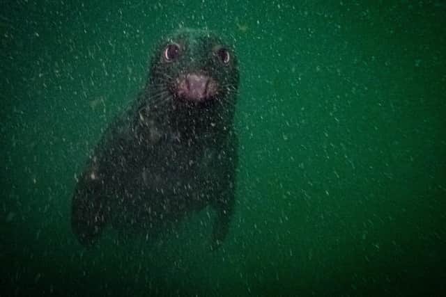 A curious seal comes face to face with divers!