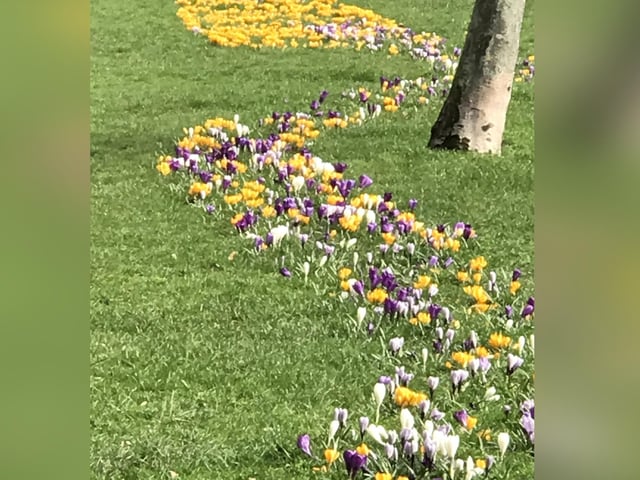 Crocuses off Whitby's St Hilda's Terrace, by Carol Cull.