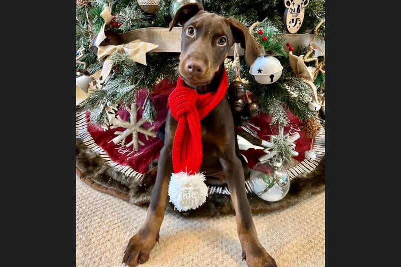 This 16 week old Dobermann is from Scarborough and looks beautiful in front of the Christmas tree.