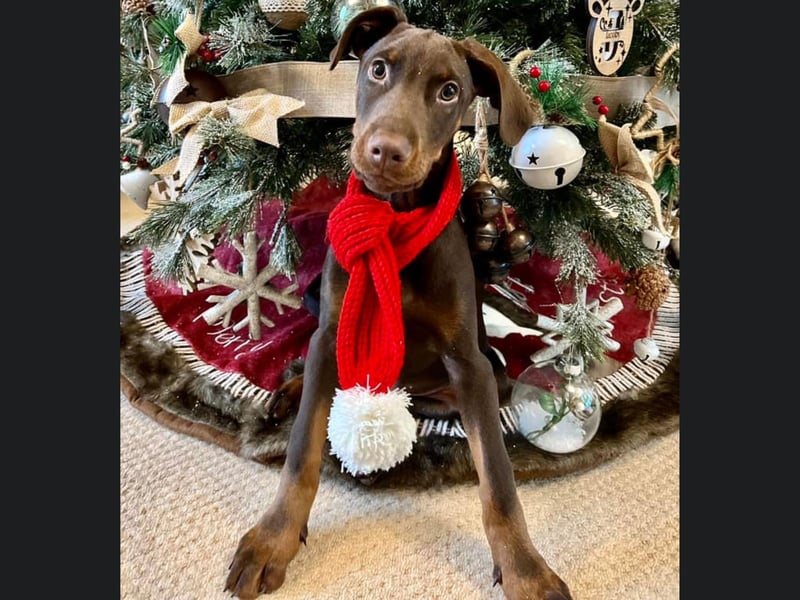 This 16 week old Dobermann is from Scarborough and looks beautiful in front of the Christmas tree.