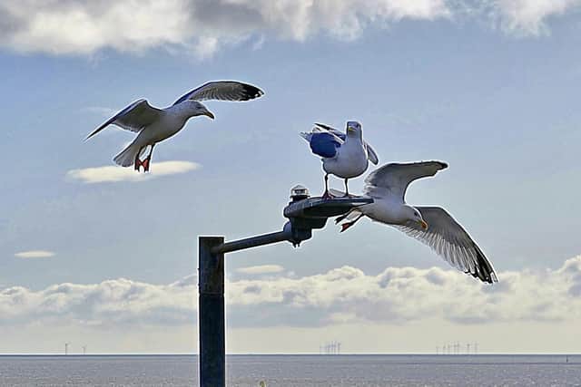 Aled Jones spots seagulls fighting over a perch.