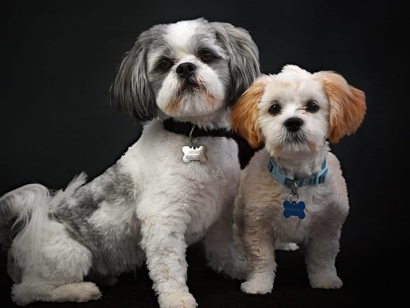 Here are Pepper and Peanut looking like models.