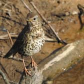 The Song Thrush is one of the four species that are the focus of the project