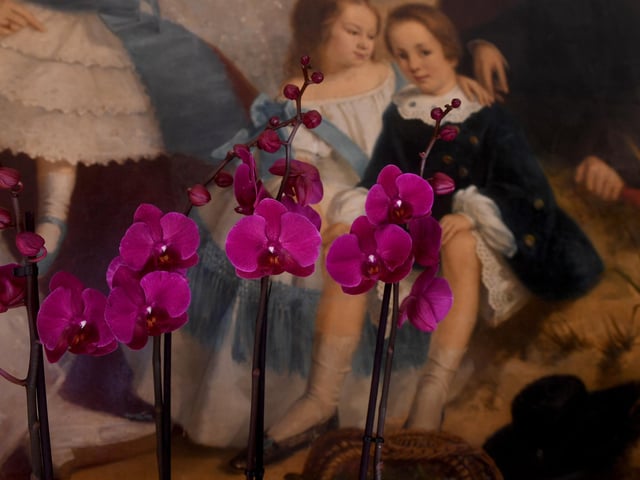 Colourful and highly-scented orchids in a number of stunning varieties have taken centre stage at the Hall.