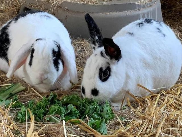Dots and Doodles are two-year-old English Spot rabbits from an unexpected litter and were handed over at weaning. They are British Spot x Lop who neutered and vaccinated. Dots is female and has black ears and Doodles is male with white ears. They are very inquisitive and very energetic and athletic - they can jump! They will need a very secure enclosure. At present they are living in a pen in an outbuilding which measures approx 12ft x 10ft and they love to run around together and they jump on top of their two tier hutch! They are such a great team and it would be lovely to keep them together.