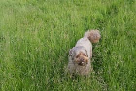 Dog Bertie in the long grass at Saxon Road, Whitby, which has been left uncut.