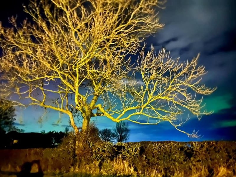 Northern Lights seen behind this tree in a night-time autumnal scene at Cayton, by Stace Sellars.