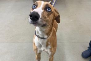 Two-year-old George was picked up as a stray by Ryedale Council who contacted his owners. They felt they could not give him what he needs due to a new baby in the home and work commitments.He had a badly cut foot which needed to be stitched and is now on the mend. George is the sweetest natured dog and will lean against anyone for a cuddle. His piercing blue eyes look right into our souls and are Paul Hollywood-esque! This lovely boy really does deserve the best forever home. For more information, call 075832 69614 or email ycdogrecue@btinternet.com.