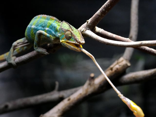 A Panther Chameleon strikes out for food