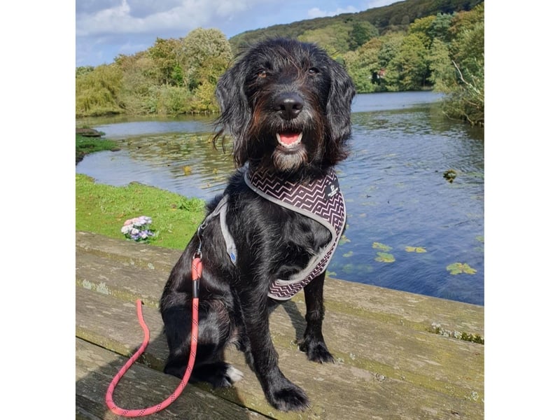 This is Scarborough based pooch Emi, who came from the Yorkshire Coast Dog Rescue.