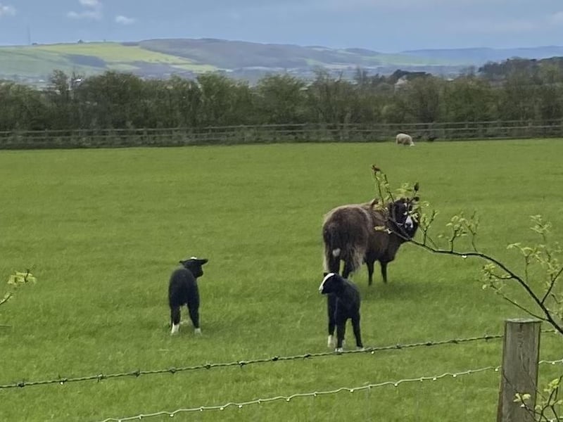 Lambs at Lebberston.
picture by Barbara Bussey.