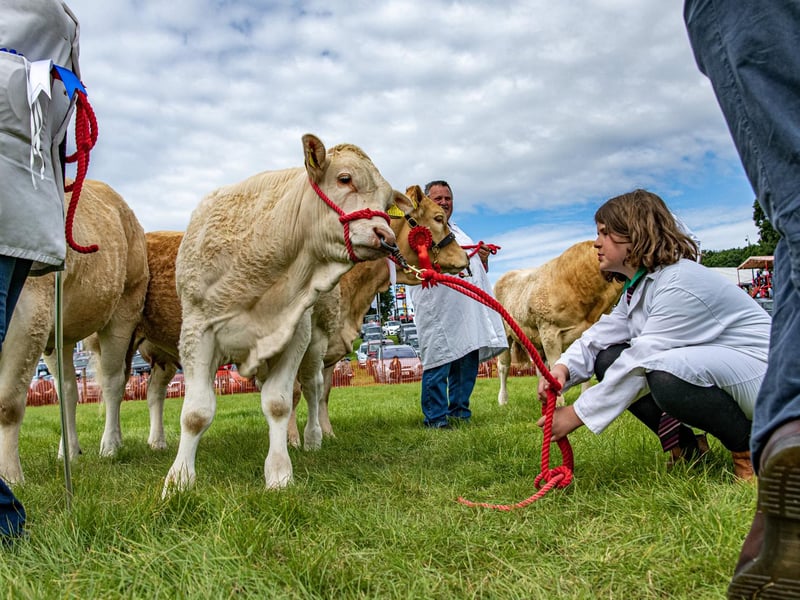 In the cattle ring