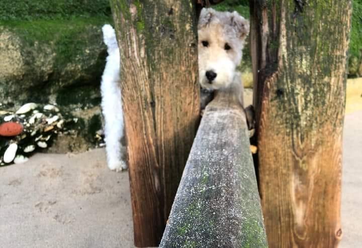 This is Teddy, who was rescued from Romania and who now lives happily in Bridlington.