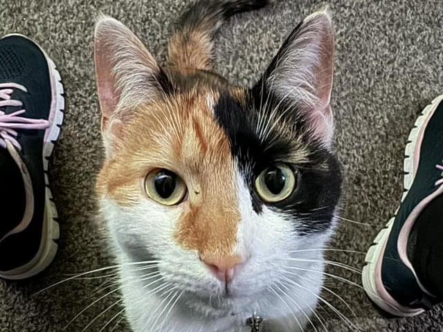 THis is Luna, a beautiful cat from Bridlington.