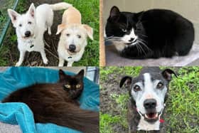 We take a look at 17 dogs and cats available for adoption and looking for their forever home at the RSPCA York, Harrogate and District branch