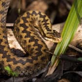 What should you do if you or your dog are bitten by an adder?